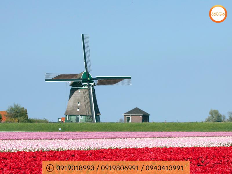 Thưởng thức trọn vẹn vẻ đẹp của hoa tulip nở rộ tại Hà Lan - Du lịch 360Go